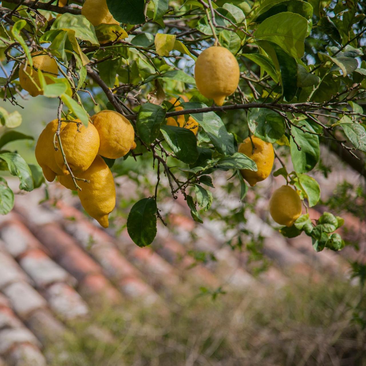 Azienda Agrituristica Bergi 카스텔부오노 외부 사진